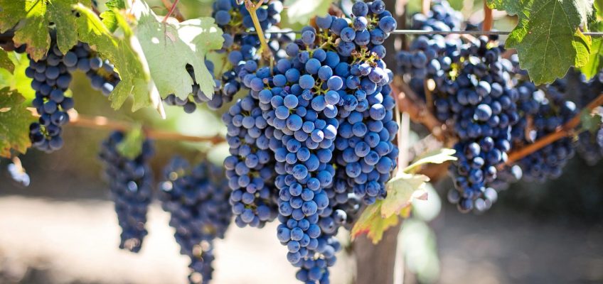 Grapes Varieties of Wine